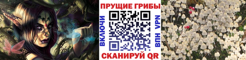 Псилоцибиновые грибы Psilocybine cubensis  Белоусово 